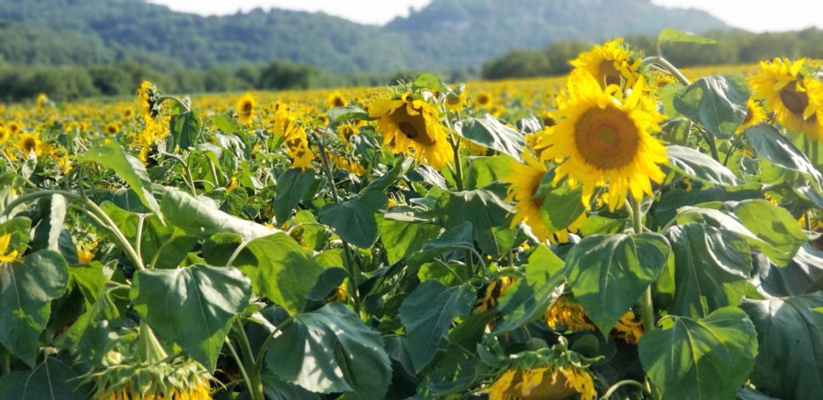 Moulin De L'Hoste Villa Larzac ภายนอก รูปภาพ